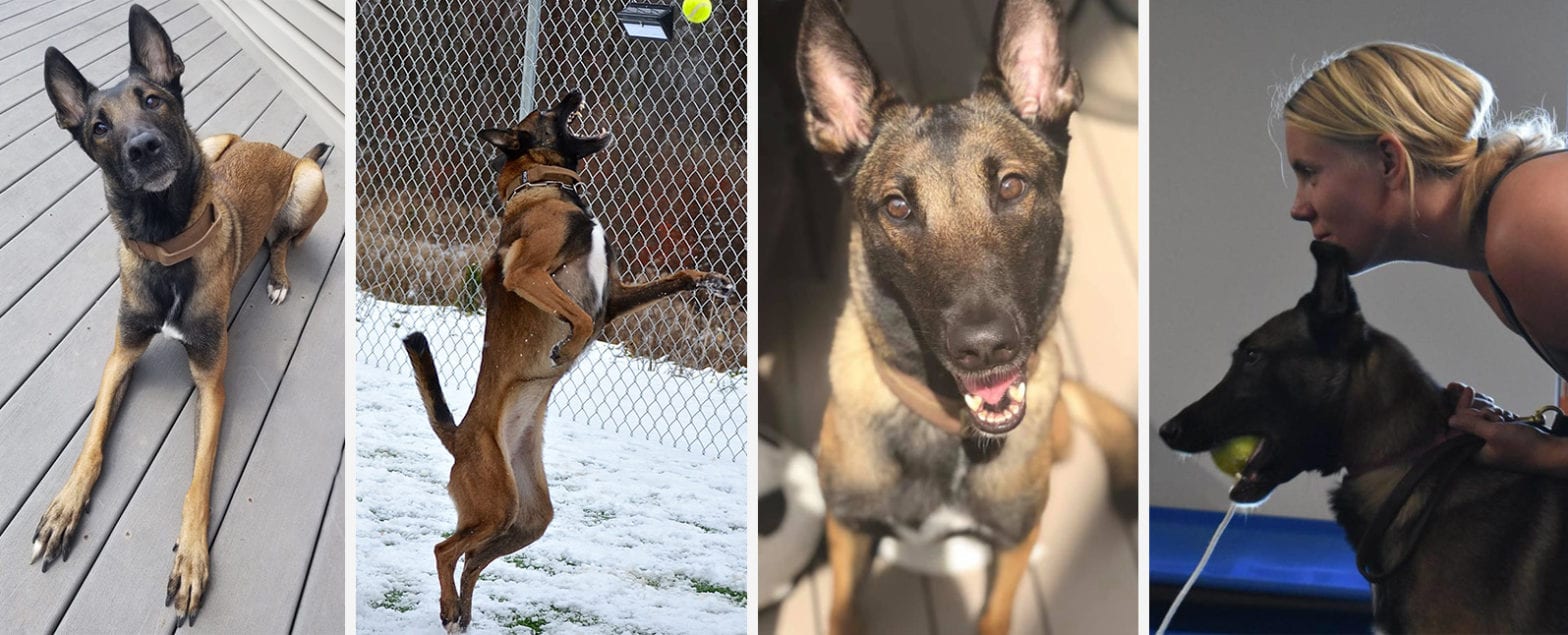 Belgian Malinois: The Hero You Probably Don’t Want in Your Home