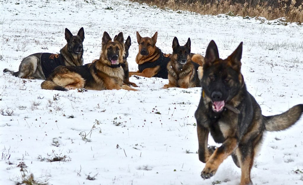 German Shepherds in the snow