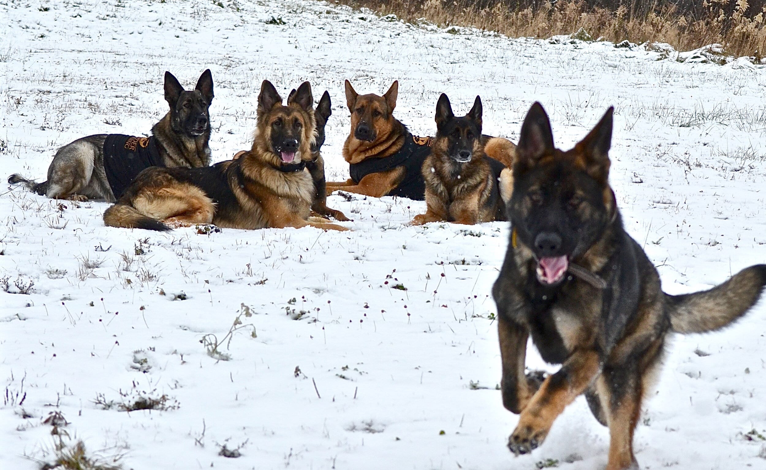 5 Ways to Keep Your Dog Safe and Healthy in The Winter