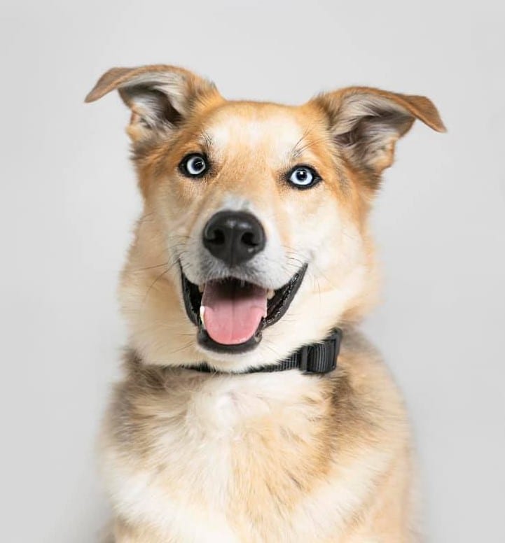 Husky lab beagle trained by Paw & Order Dog Training