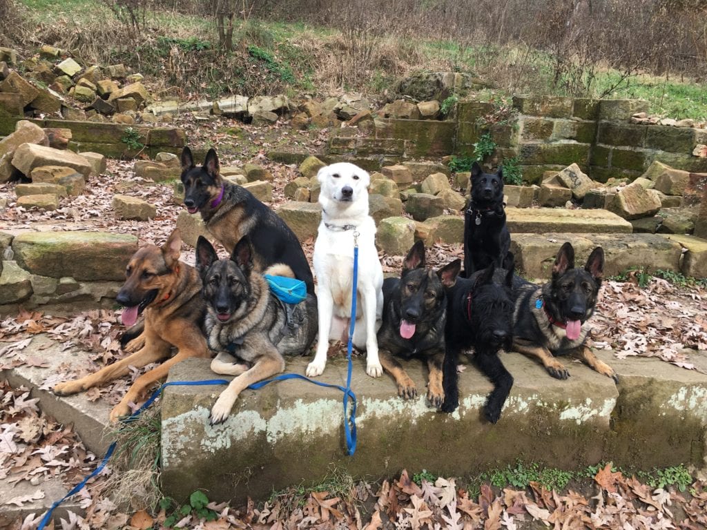 Group of dogs in the woods