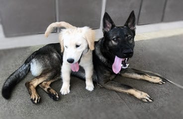 6 Handy Hints to Socialize Your Puppy