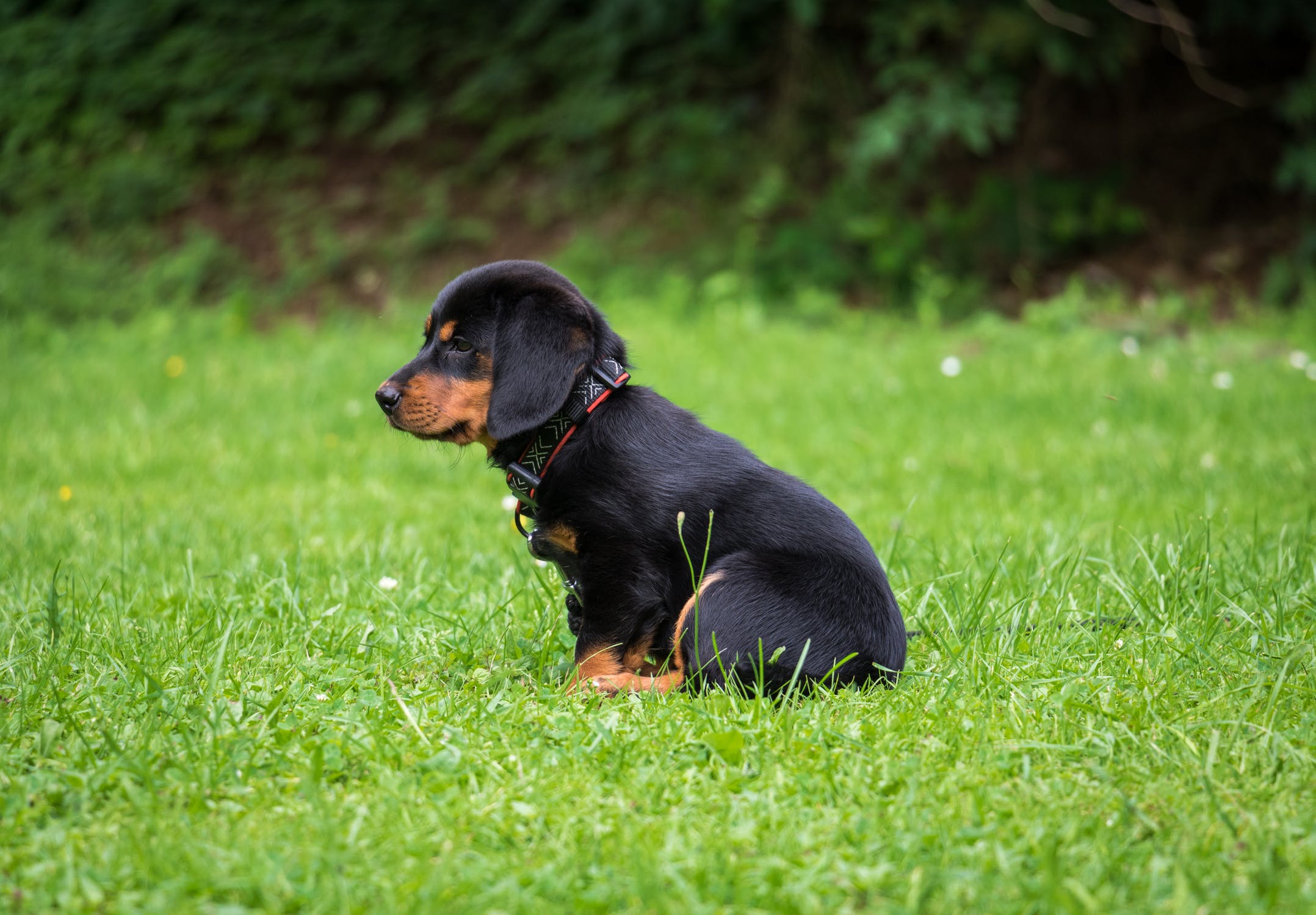 5 Simple Tips to Speed Up House Training Your Puppy