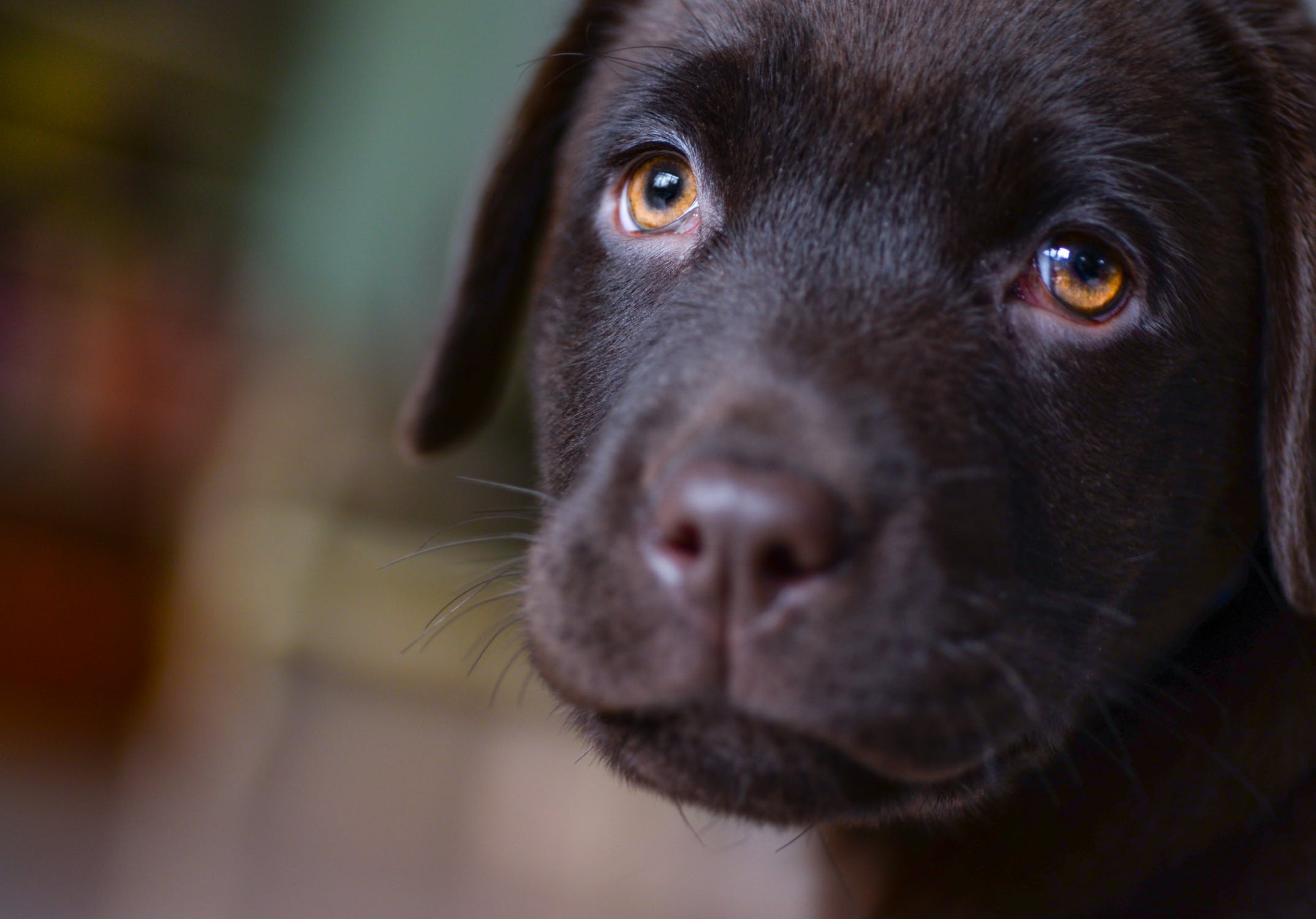 A Puppy Mill PSA: Here are 4 Ways to Spot Bad Breeders