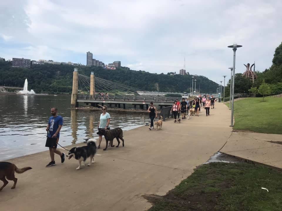 walking dogs by the river