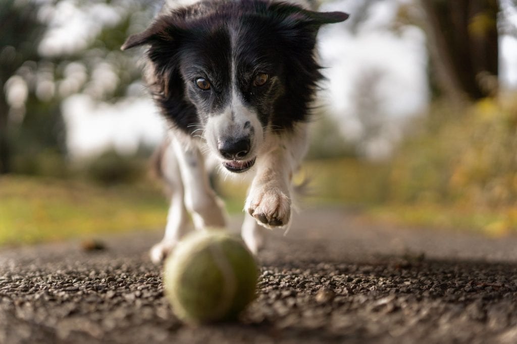 Australian Shepherd