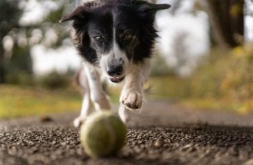 5 Tips to Help Your Adopted Dog Adapt to Their New Home