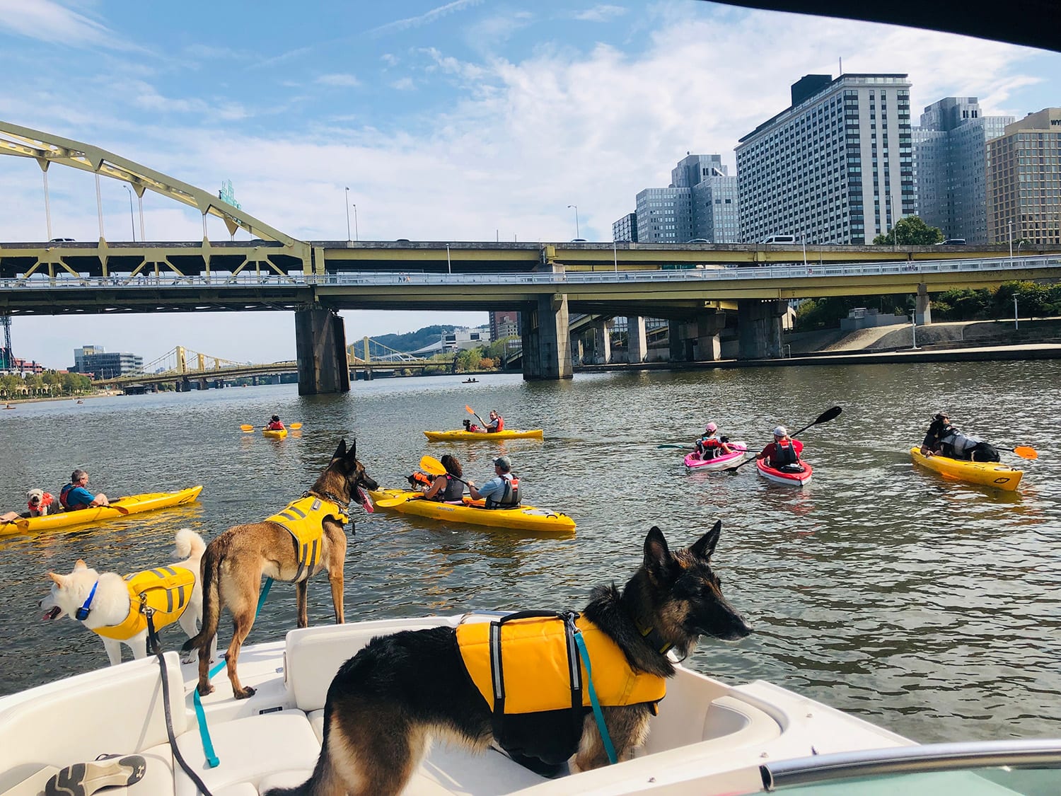 Adventures Paw & Order