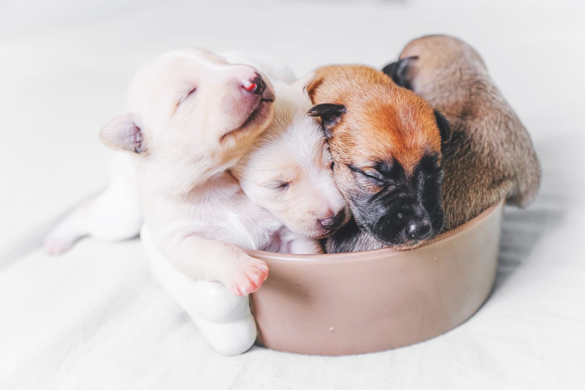 Puppies in a bowl