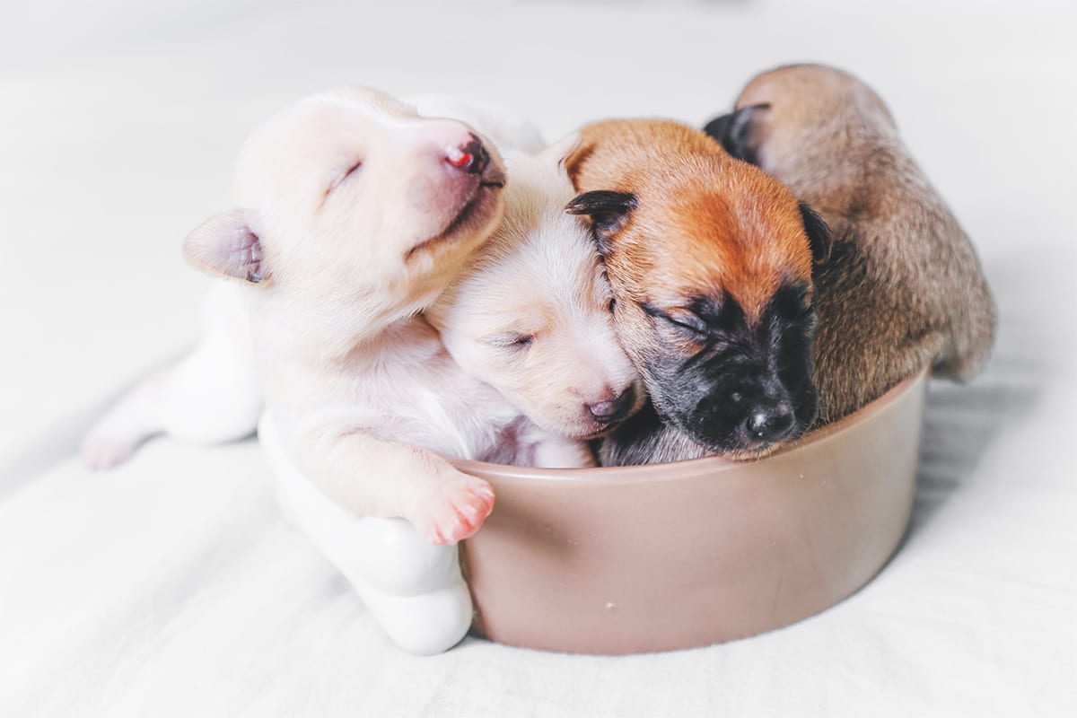 How To Pick Your Perfect Puppy From The Litter