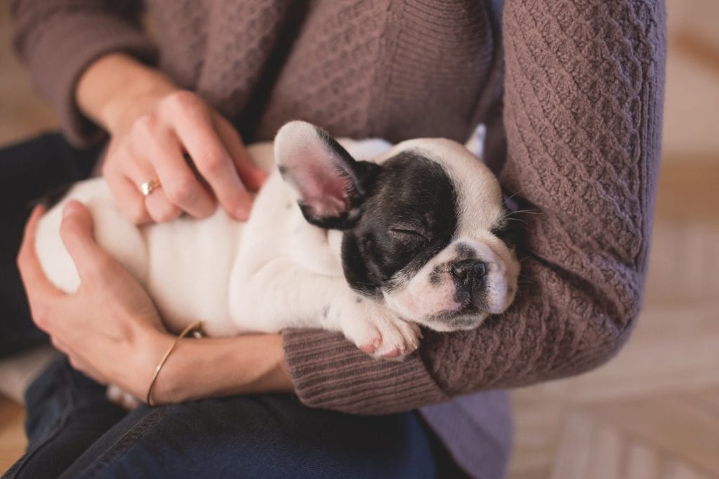 Sleeping puppy