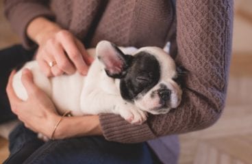Why Naps are Important for Puppies