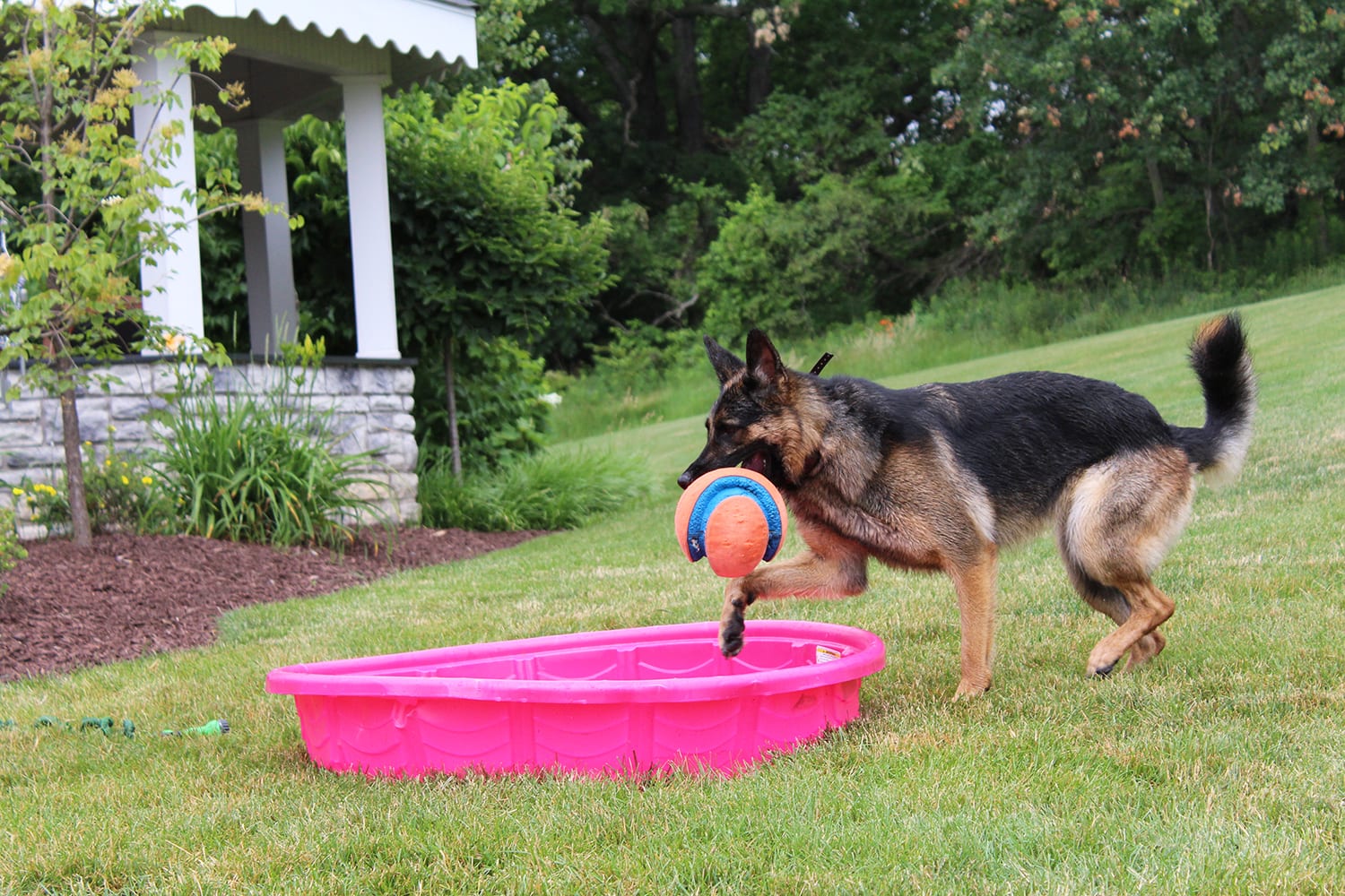 Mental Enrichment for Dogs