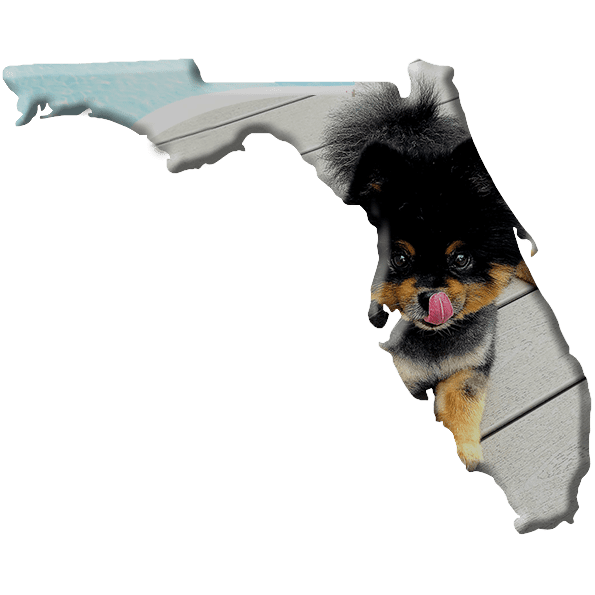 Dog Trainers in Florida