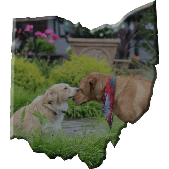 Dog Trainers in Ohio