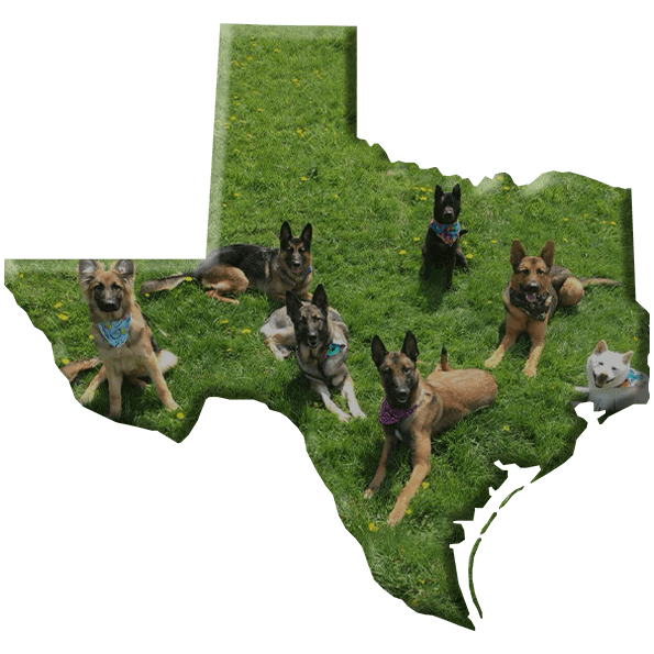 Dog Trainers in Texas
