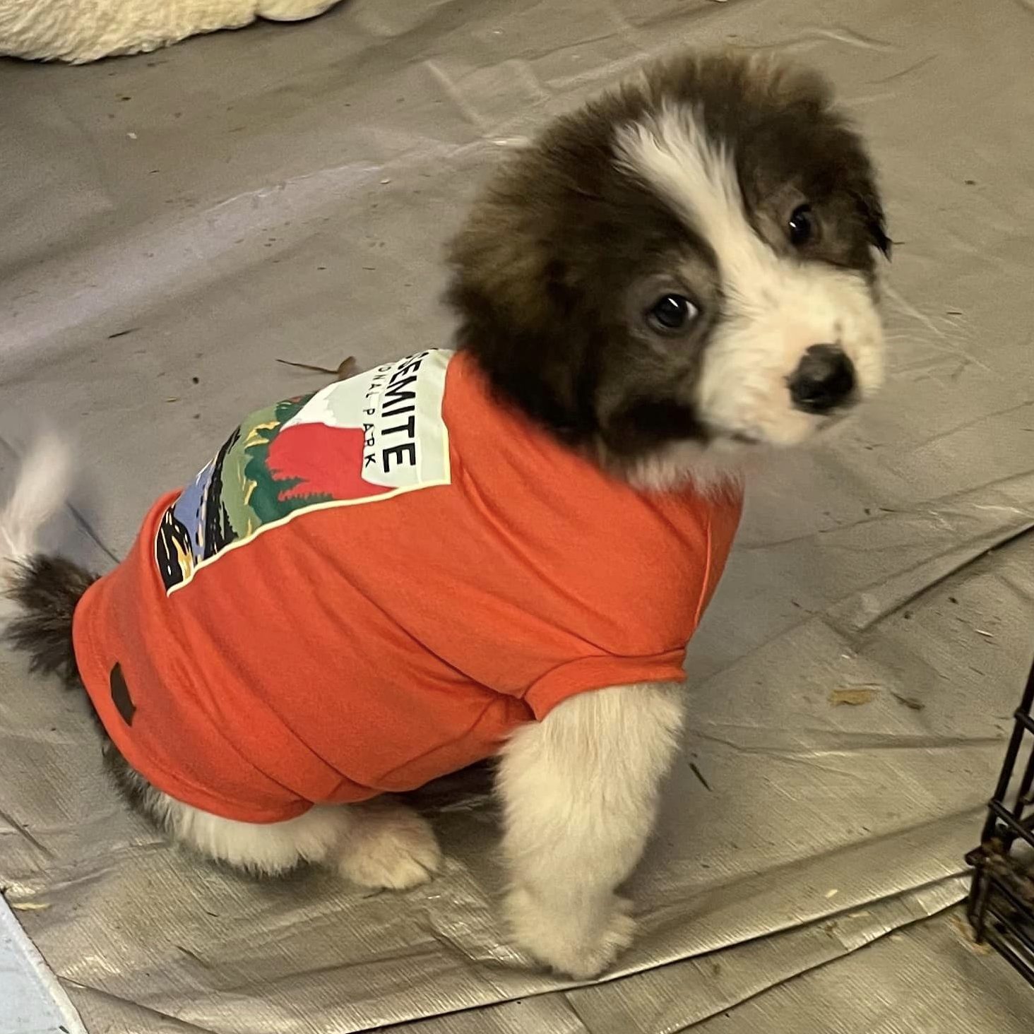 Great Pyrenees puppy with shirt