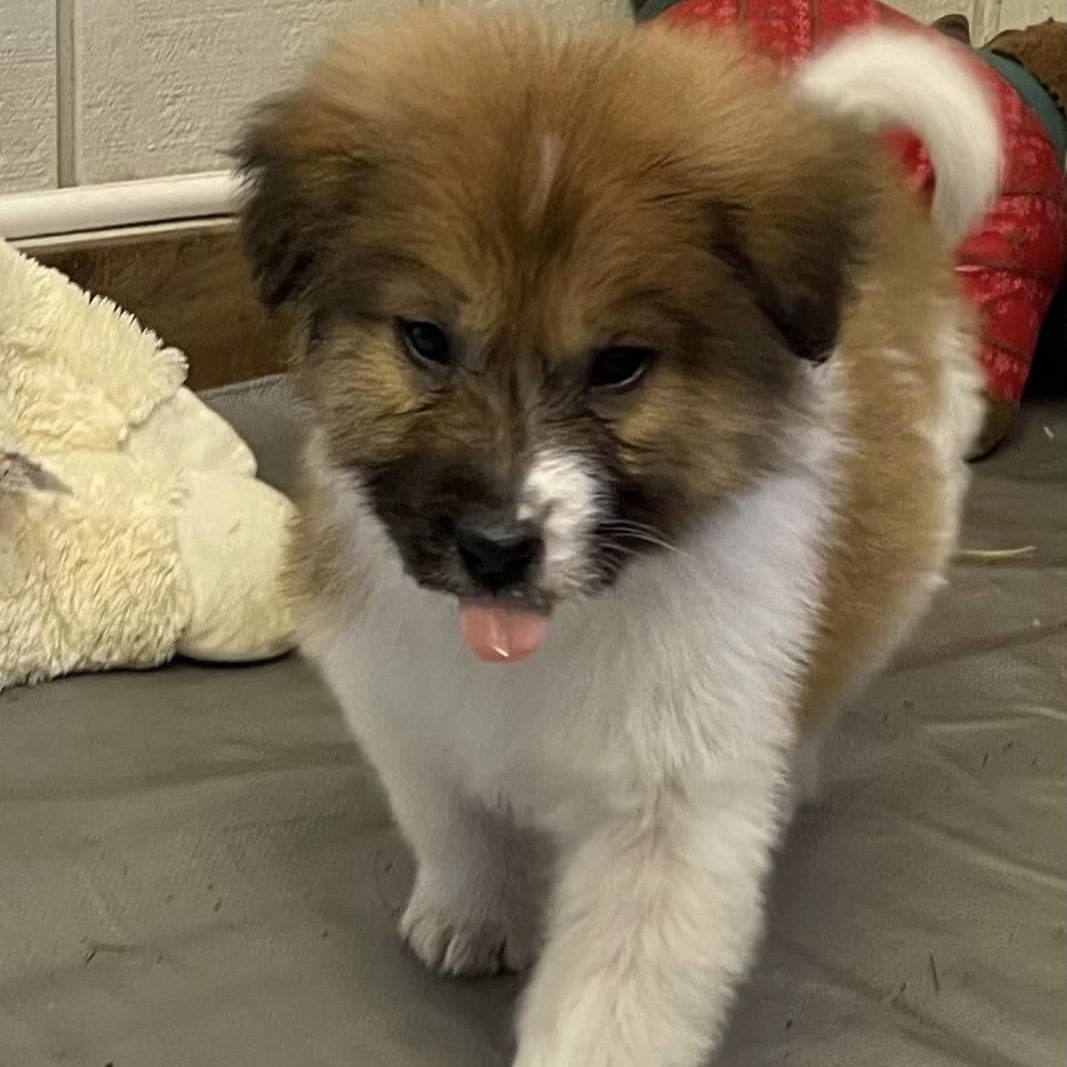 Great Pyrenees tongue out