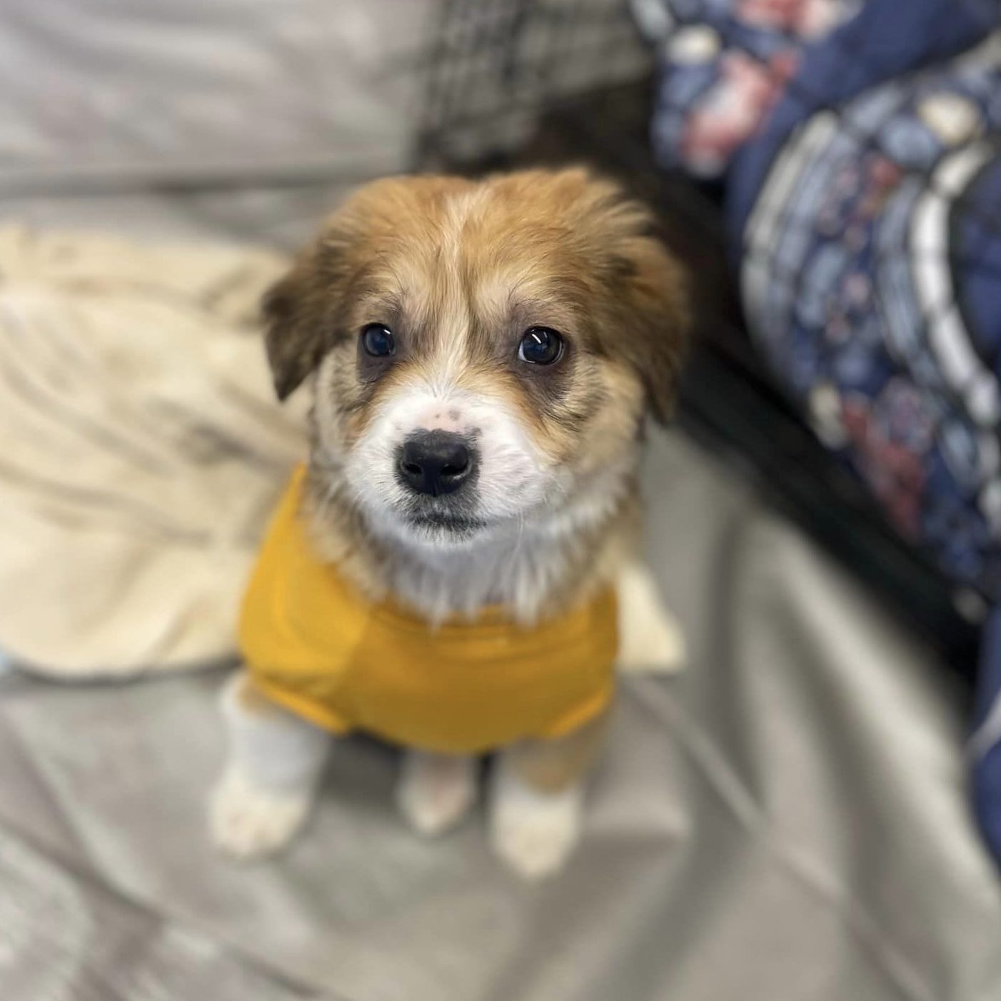 Great Pyrenees in yellow shirt