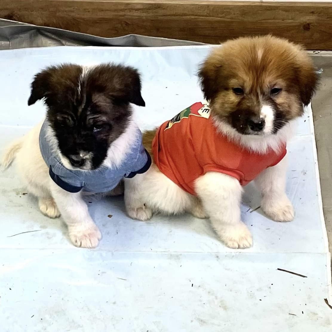Great Pyrenees pups in shirts