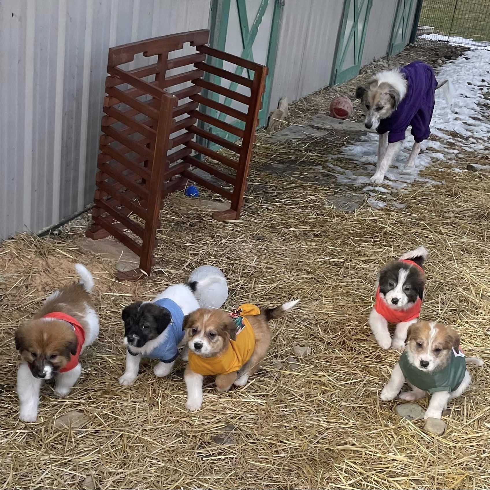 Great Pyrenees Family on Farm