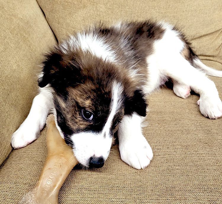 Mixed Breed Puppy