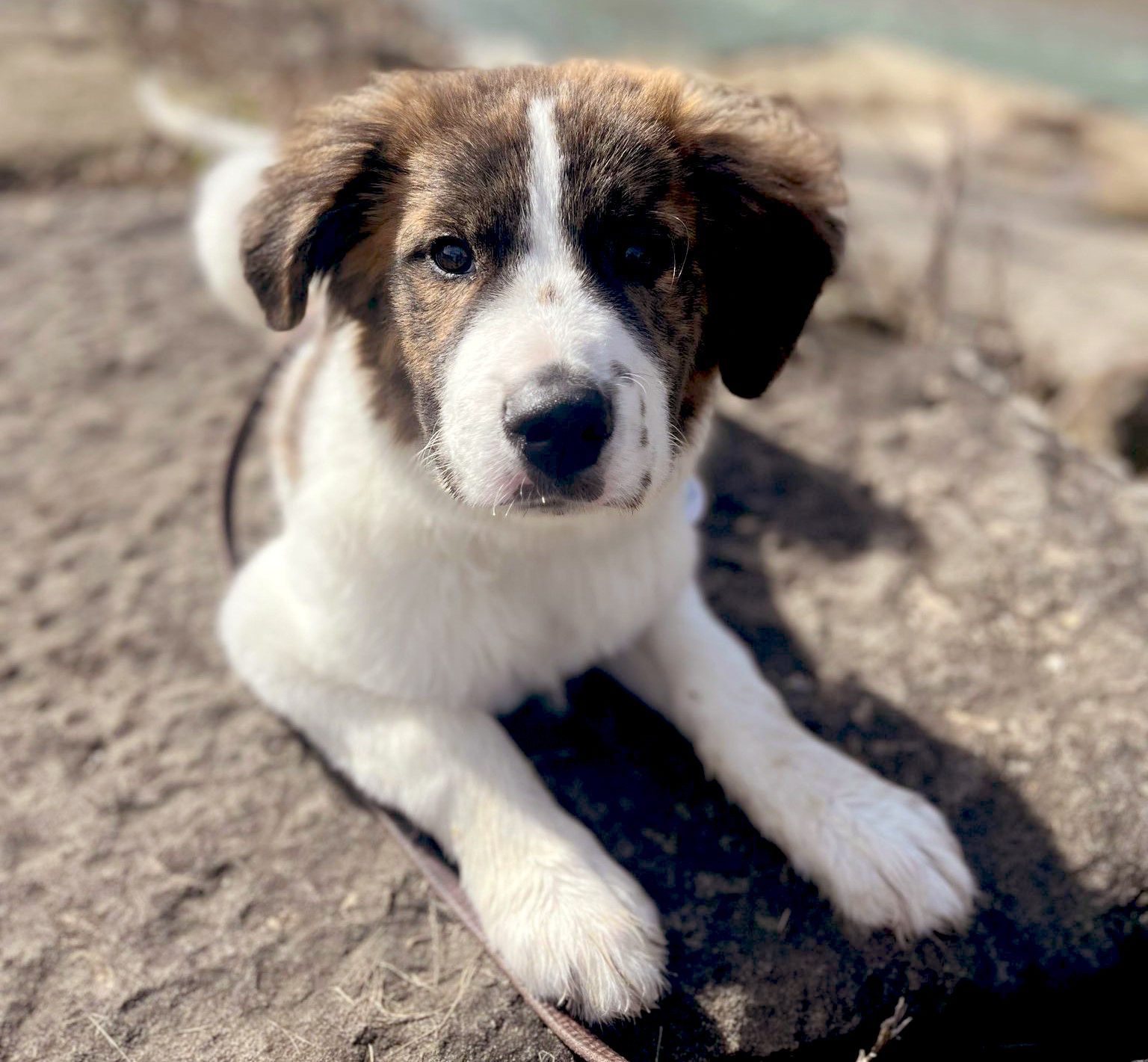 Mixed Breed Puppy