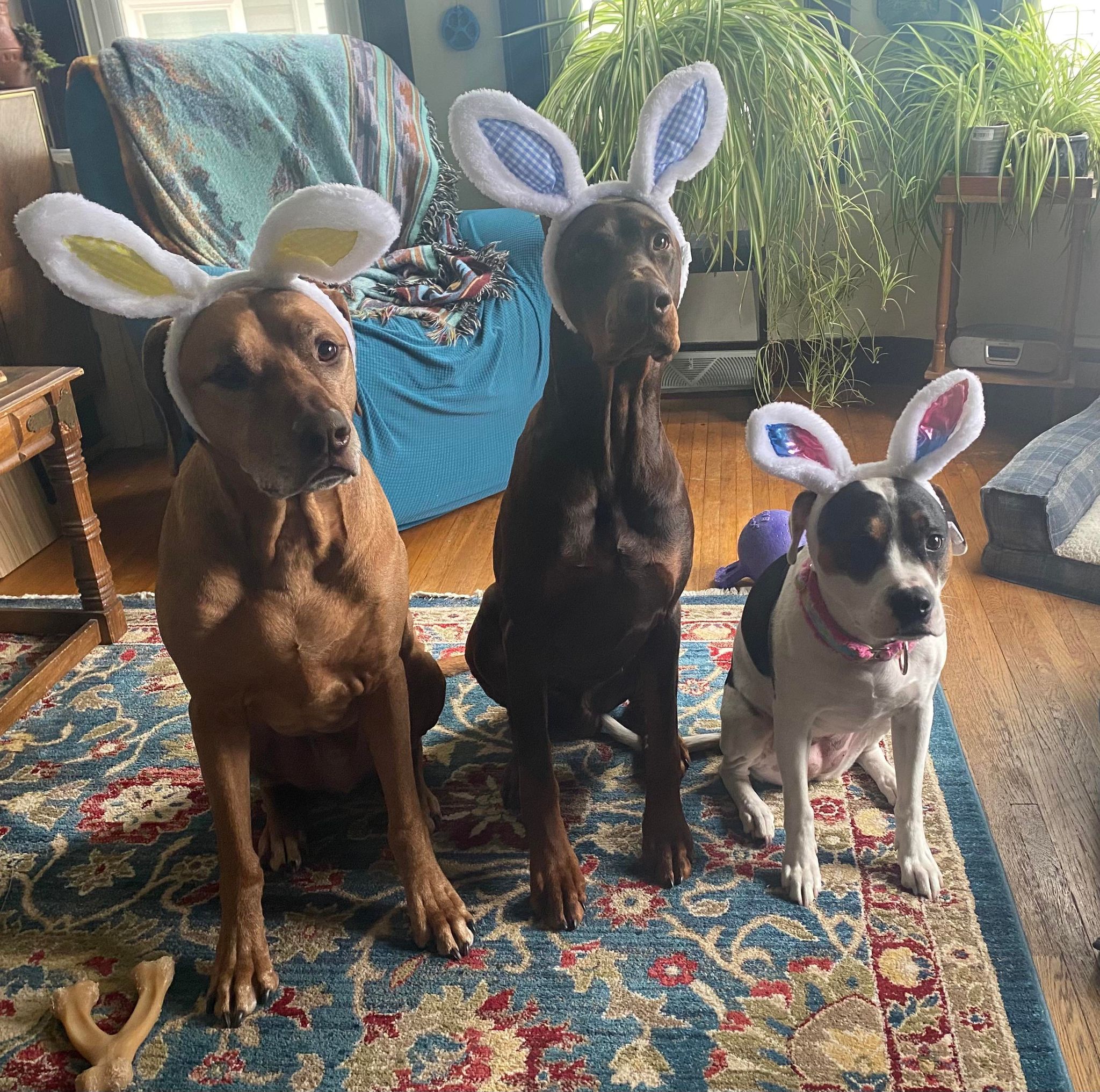 Tips To Keep Your Dogs Safe on Easter