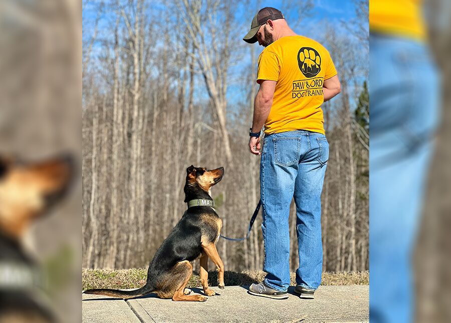 Dog Training Greenville SC Paw & Order