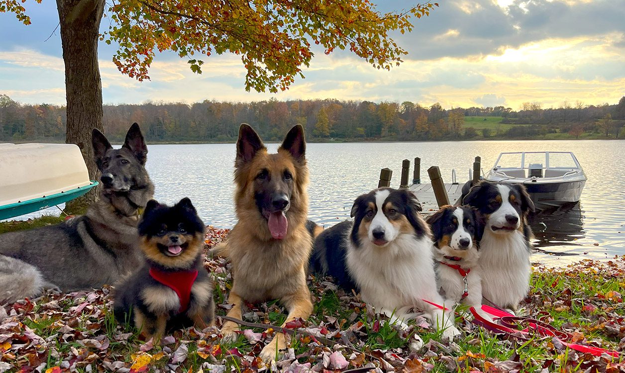 Paw & Order trainer with dogs