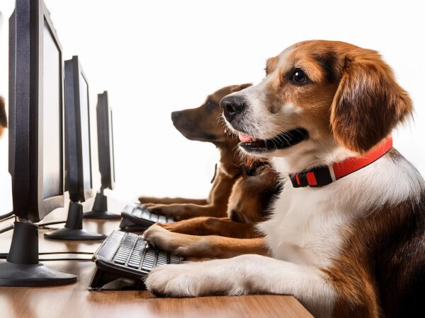 Dog at a computer, ready to answer your message