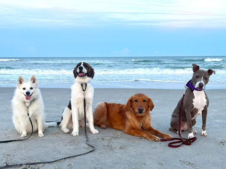 Trained Dogs are Happy Dogs