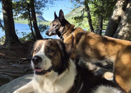 Paw & Order trainer arriving for in-home dog training with a German Shepherd in the SUV